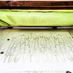 Icarus and The Albatross Process