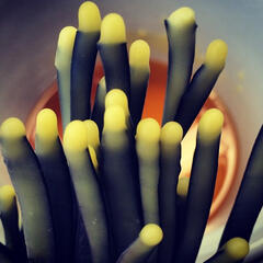 Icarus and The Albatross Process