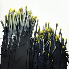 Icarus and The Albatross Process